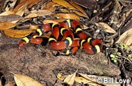 Scarlet Kingsnake