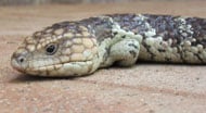 Shingleback Skink