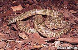 South Florida Kingsnake