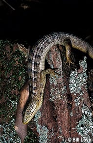 Southern Alligator Lizard