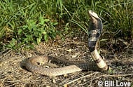 Spectacled Cobra