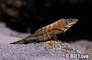 Spiny-tailed (Black) Iguana