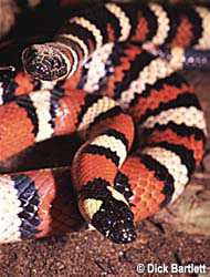 St. Helena Mountain Kingsnake