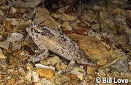 Texas Horned Lizard