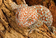 Tokay Gecko