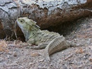 Tuatara