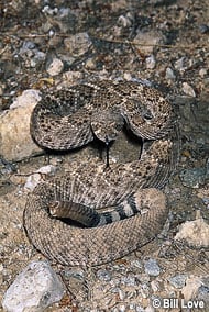 Western Diamondback Rattlesnake