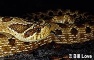 Western Hognose / Plains Hognose