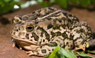 Western Toad