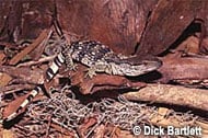 White-Throated Monitor