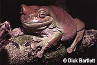 White's Treefrog