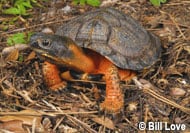 Wood Turtle