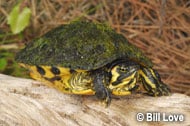 Yellow-bellied Slider