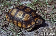 Yellow-footed Tortoise