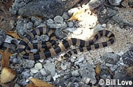 Yellow-lipped Sea Krait