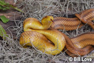 Yellow Rat Snake