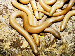 Rubber Boa