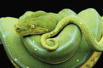 Green Tree Python