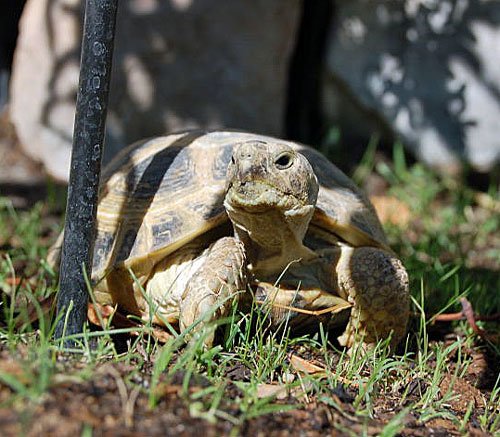 Russian Tortoise