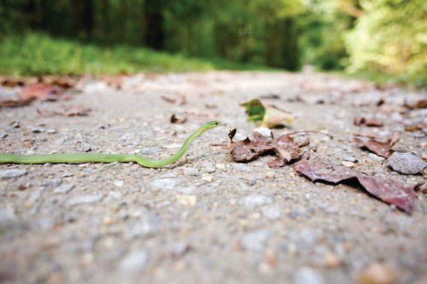 Rough Green Snake