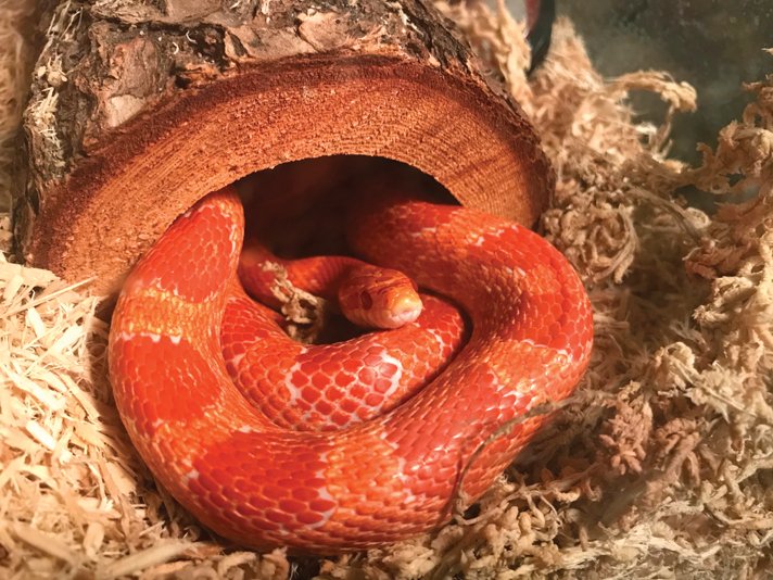 Corn Snake