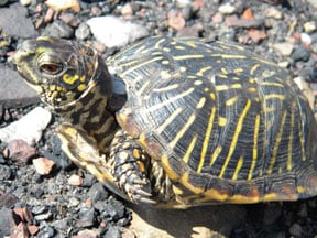 Ornate Box Turtle