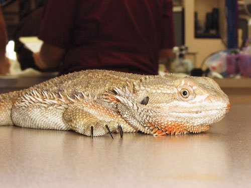 Atadenovirus - This Disease Can Be Deadly To Your Bearded Dragon ...