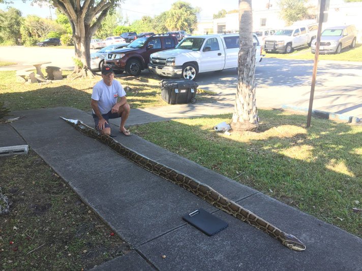 18-Foot Burmese Python Removed From Florida Everglades - Reptiles Magazine