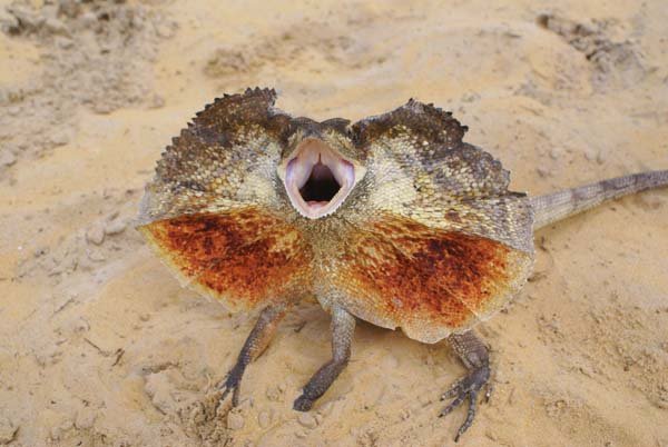 The Frilled Dragon - Reptiles Magazine