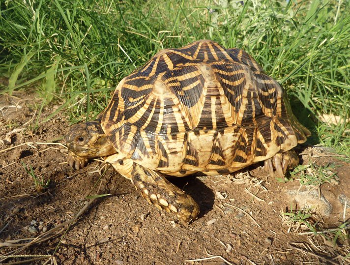 uvb light for star tortoise