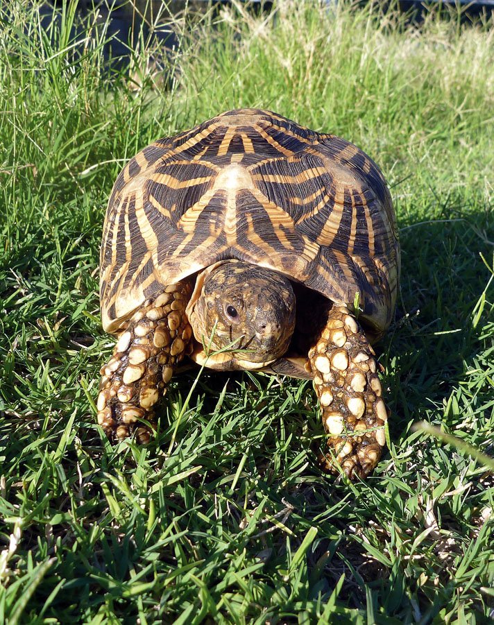 uvb light for star tortoise