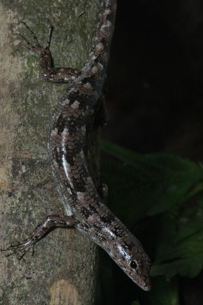 New Guinea Lizards Have Lime Green Blood And Toxic Bile Reptiles Magazine